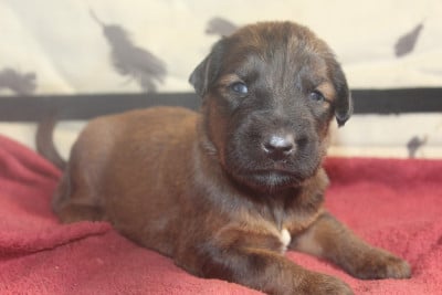 Les chiots de Berger de Brie