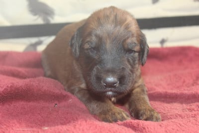 Les chiots de Berger de Brie