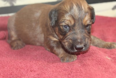 Les chiots de Berger de Brie