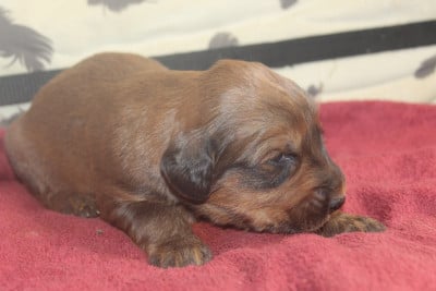 Les chiots de Berger de Brie