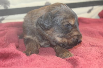 Les chiots de Berger de Brie