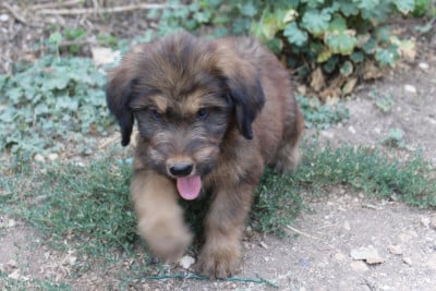 Les chiots de Berger de Brie