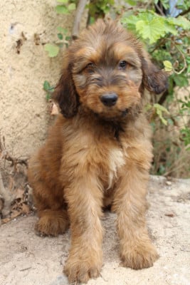 Les chiots de Berger de Brie