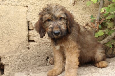 Les chiots de Berger de Brie