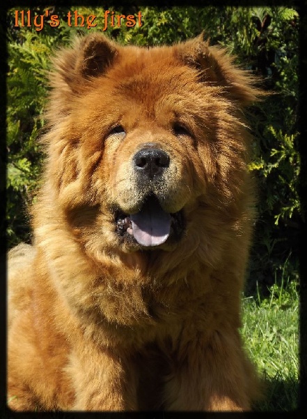 Des Pattes Impériales Illy's the first