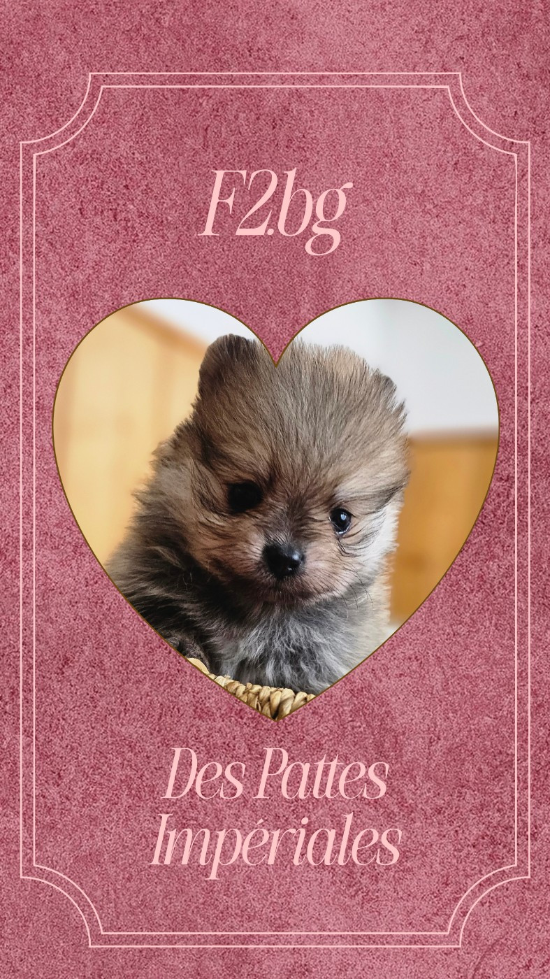 BRIDGET ROYAL SUCCÈS