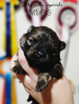 Les chiots de Spitz allemand