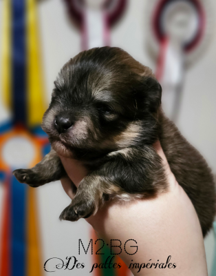 Les chiots de Spitz allemand