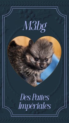 Les chiots de Spitz allemand