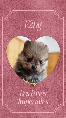 Les chiots de Spitz allemand