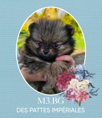 Les chiots de Spitz allemand