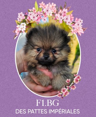 Les chiots de Spitz allemand