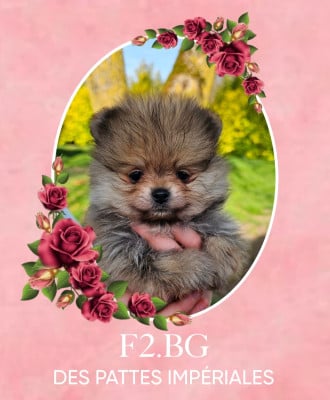 Les chiots de Spitz allemand