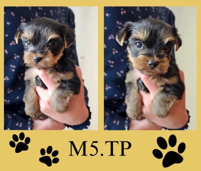 Les chiots de Yorkshire Terrier