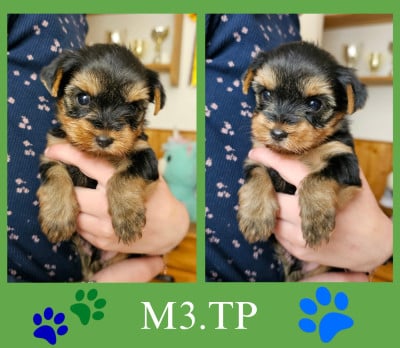 Les chiots de Yorkshire Terrier