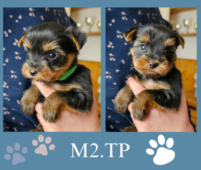Les chiots de Yorkshire Terrier