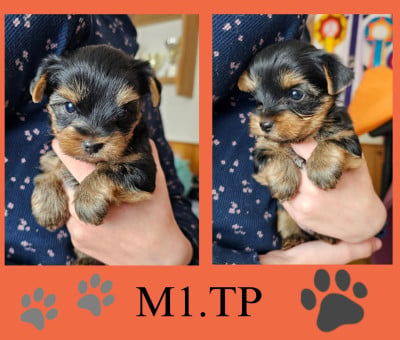 Les chiots de Yorkshire Terrier