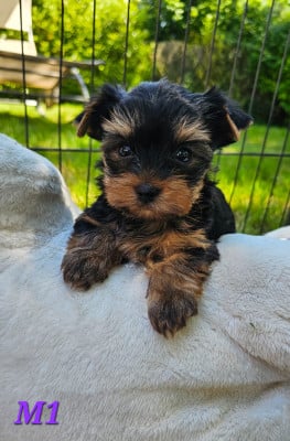 Les chiots de Yorkshire Terrier