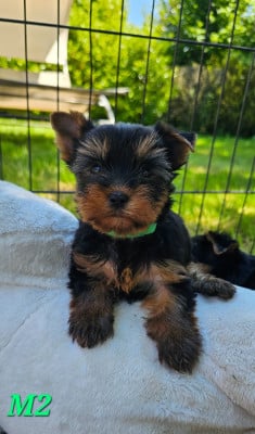 Les chiots de Yorkshire Terrier