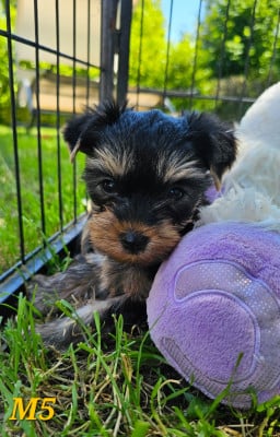 Les chiots de Yorkshire Terrier