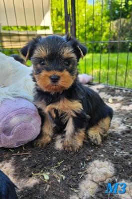 Les chiots de Yorkshire Terrier