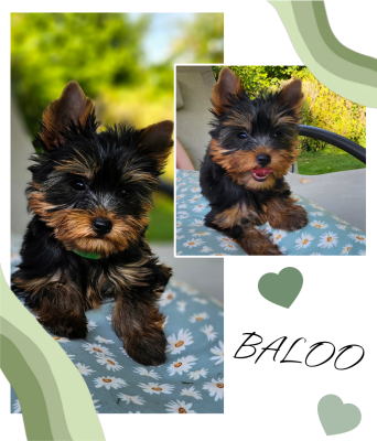 Les chiots de Yorkshire Terrier