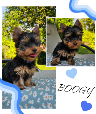 Les chiots de Yorkshire Terrier