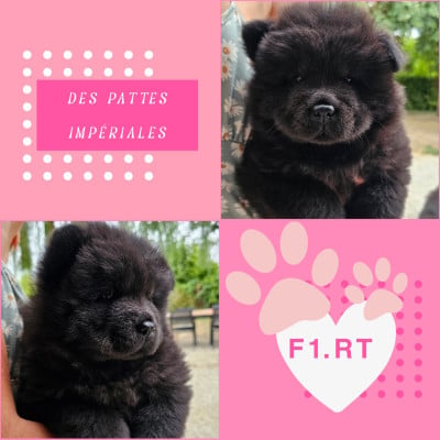 Les chiots de Chow Chow