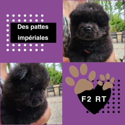 Les chiots de Chow Chow