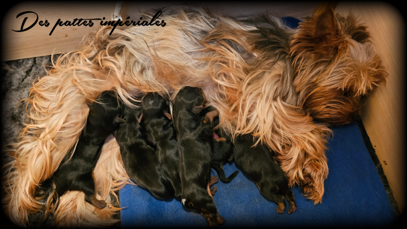 Yorkshire Terrier - Des Pattes Impériales