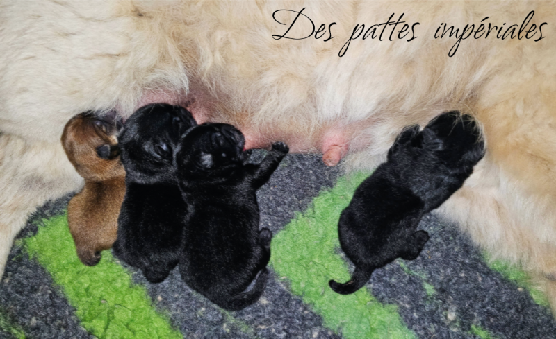 Chow Chow - Des Pattes Impériales