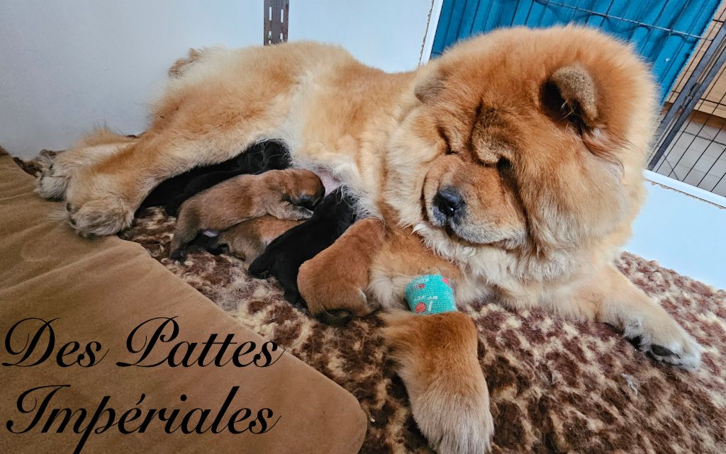 Chow Chow A Vendre