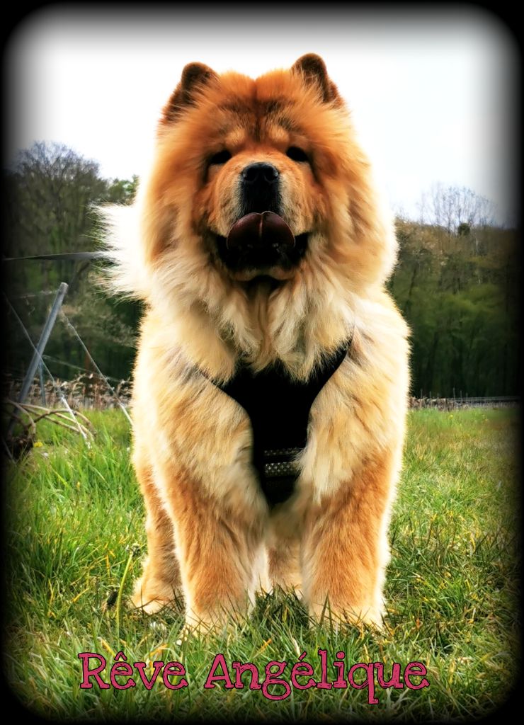 Reve angelique Des Pattes Impériales - Trés bon classe inter