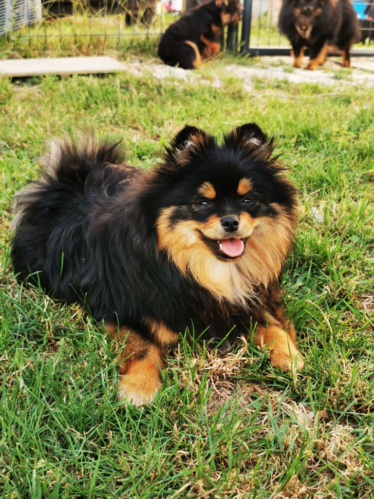 Rose-lyna houdini Des Pattes Impériales - Très prometteur, Meilleure puppy