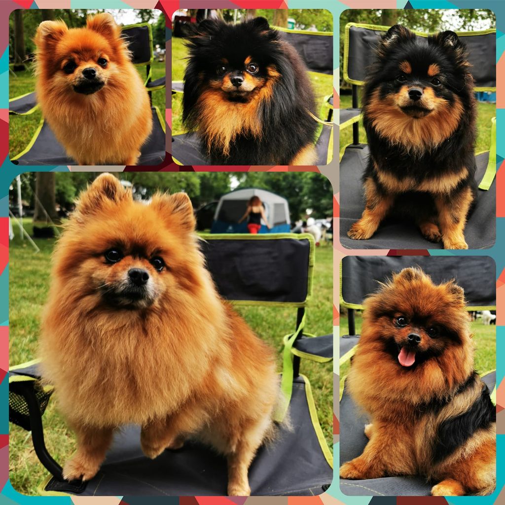 Rose-lyna houdini Des Pattes Impériales - Très prometteur, Meilleure puppy