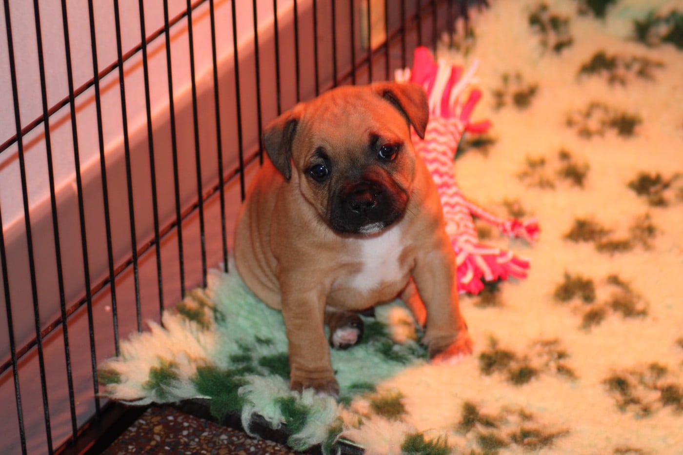 CHIOT 2 - Staffordshire Bull Terrier