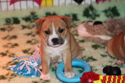 Les chiots de Staffordshire Bull Terrier