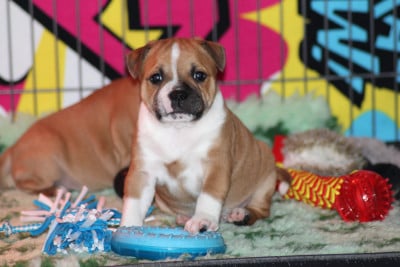 Les chiots de Staffordshire Bull Terrier