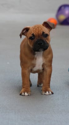 Les chiots de Staffordshire Bull Terrier