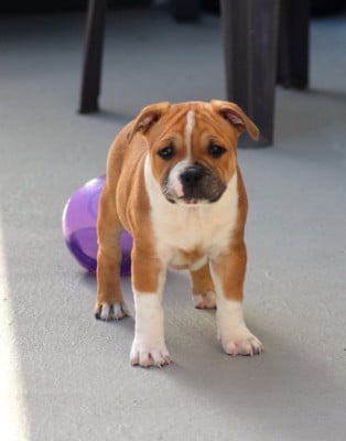 Les chiots de Staffordshire Bull Terrier