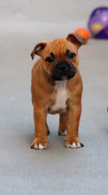 Les chiots de Staffordshire Bull Terrier