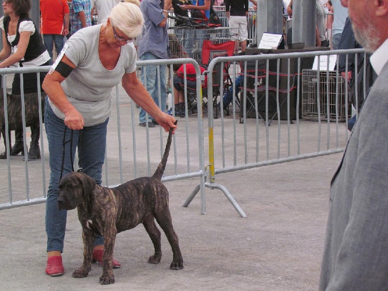Sorin dit shagan (Sans Affixe) - 1er Très Prometteur