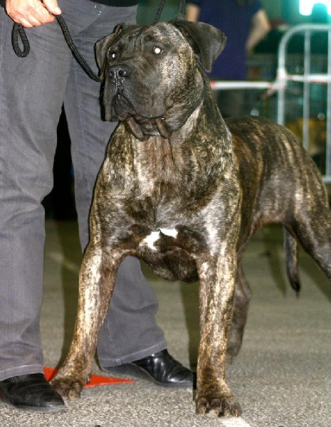 Sorin dit shagan (Sans Affixe) - 1er Excellent classe jeune