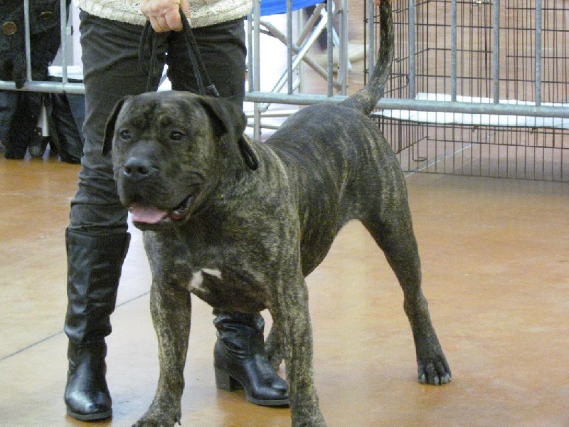 Sorin dit shagan (Sans Affixe) - 1er excellent CACS