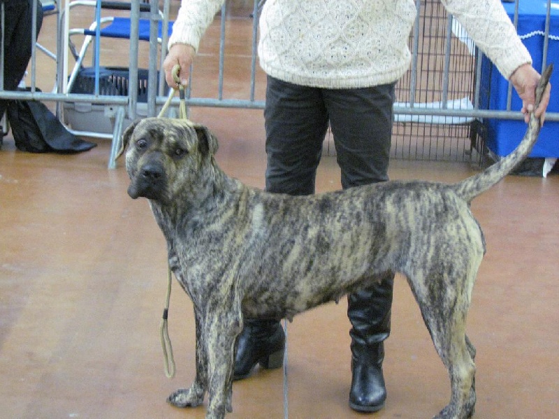 Gadji des Terres d'Europe - 1er excellent Meilleur de Race