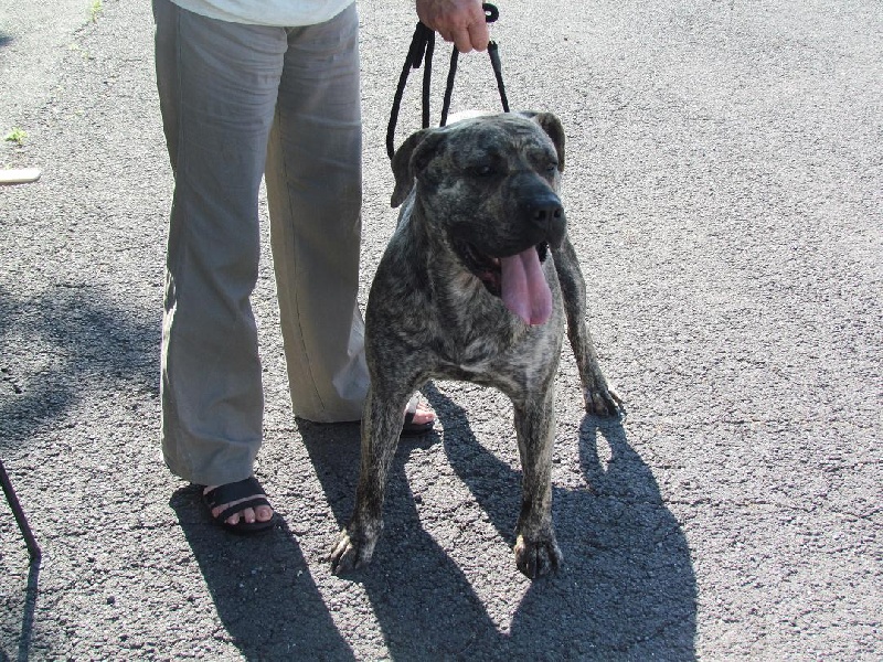 Gadji des Terres d'Europe - 1er excellent CACS CACIB Meilleur de Race