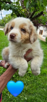 Les chiots de Berger Australien