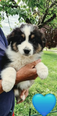 Les chiots de Berger Australien