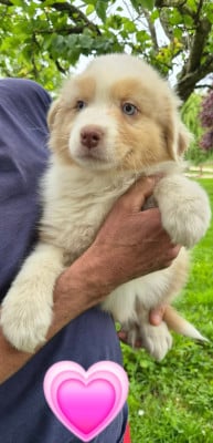 Les chiots de Berger Australien