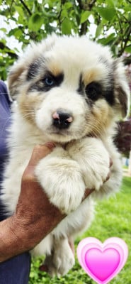 Les chiots de Berger Australien